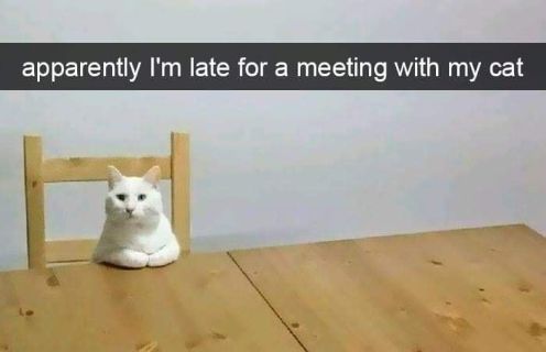 late meeting cat.jpg
